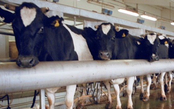 «Золотая нива» способствует росту производства молока в Смоленской области