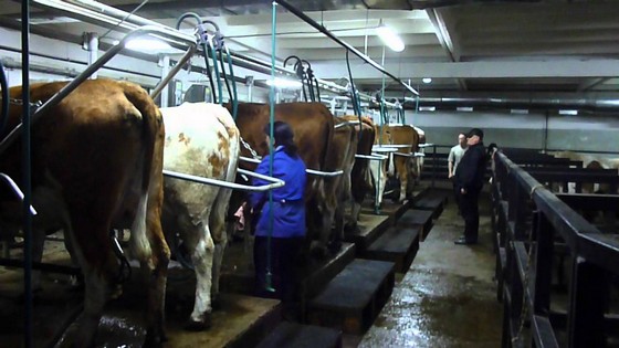 «Золотая нива» в ряду перспективных ферм молочного животноводства в РФ