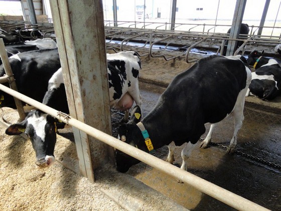 В ЗАО «Золотая нива» практикуют круглогодовое стойловое содержание скота