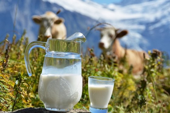 Для «Золотой нивы» важны показатели жирности молока