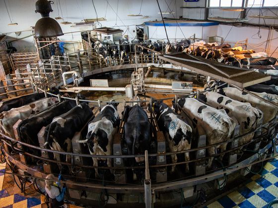 «Золотая нива» заняла 11-е место в ТОП-30 самых эффективных молочных хозяйств России 2021