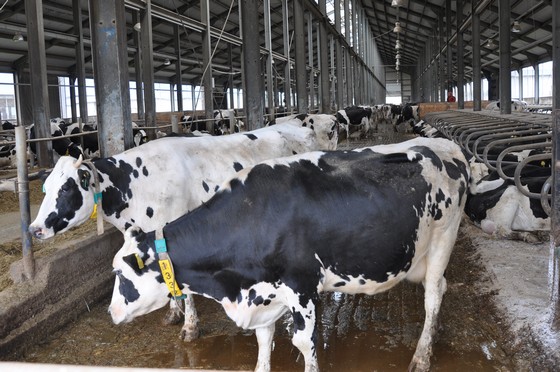 Холодное содержание КРС на ЗАО «Золотая Нива» снижает себестоимость производства молока